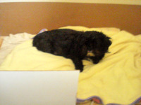 new puppies 018