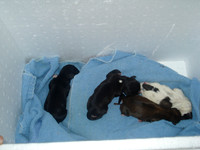 new puppies 023