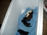new puppies 022