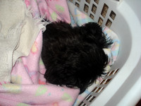 new puppies 021