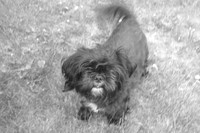 new puppies 011