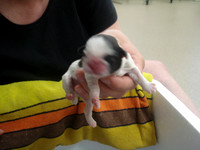 new puppies 020