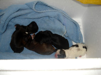 new puppies 019