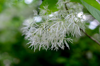 VLP_8298